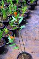 Herbe aux papillons. ASCLEPIAS curassavica. Amérique tropical. Asclepiadaceae. 1m